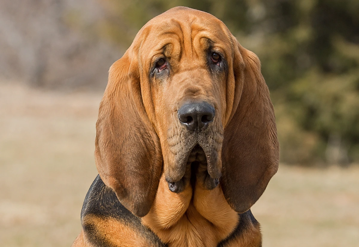 Bloodhound Harness buying guide