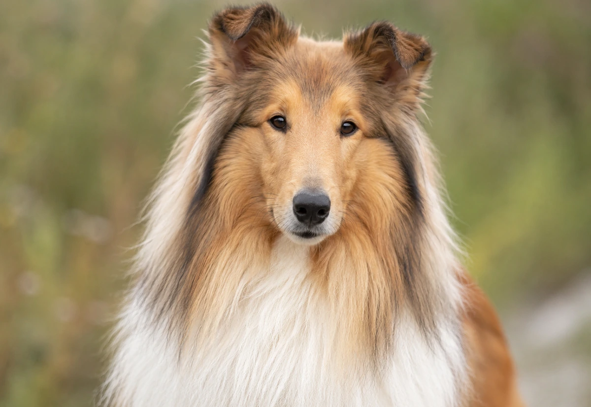 Collie Brush buying guide