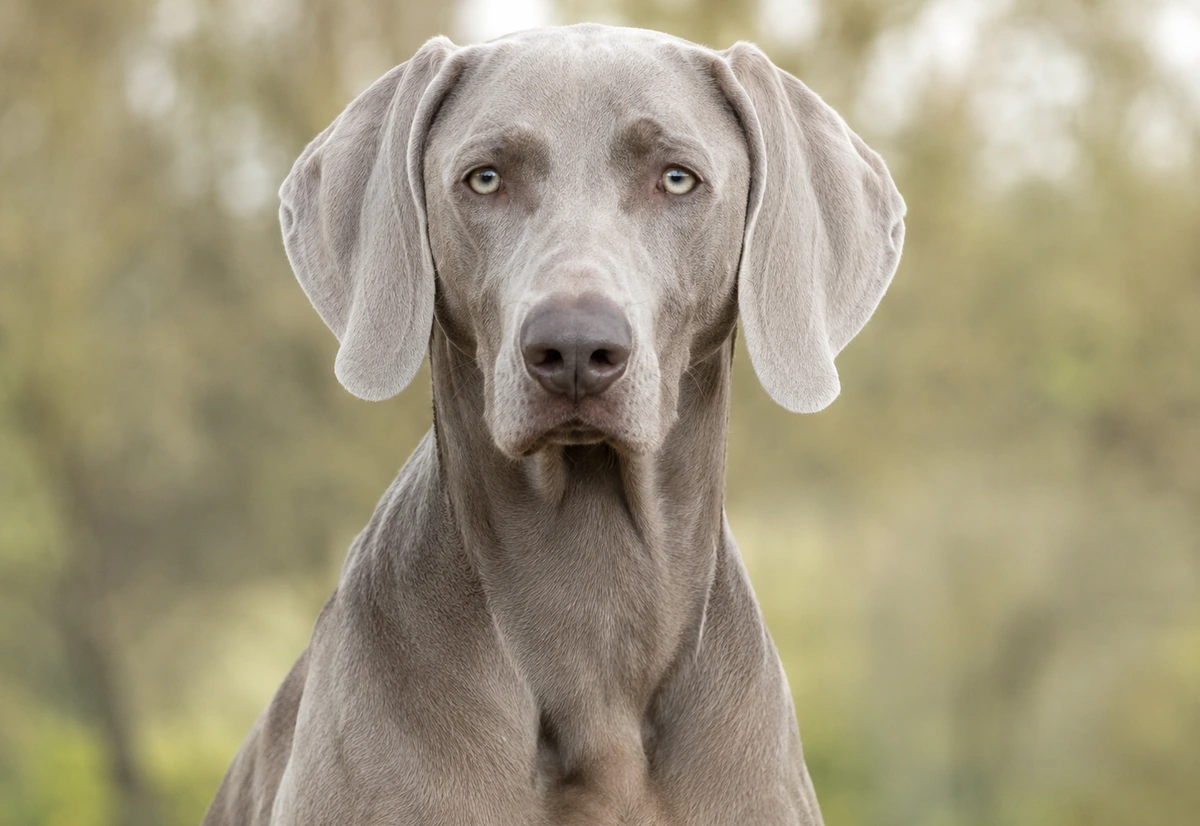 Weimaraner breeder buyer guide