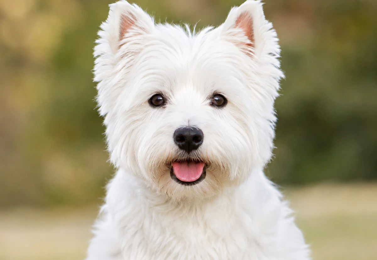 West Highland White Terrier Brush buying guide